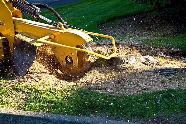 How Our Tree Care Process Works  in  Dimmitt, TX