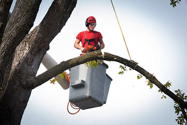 Trusted Dimmitt, TX Tree Removal Experts